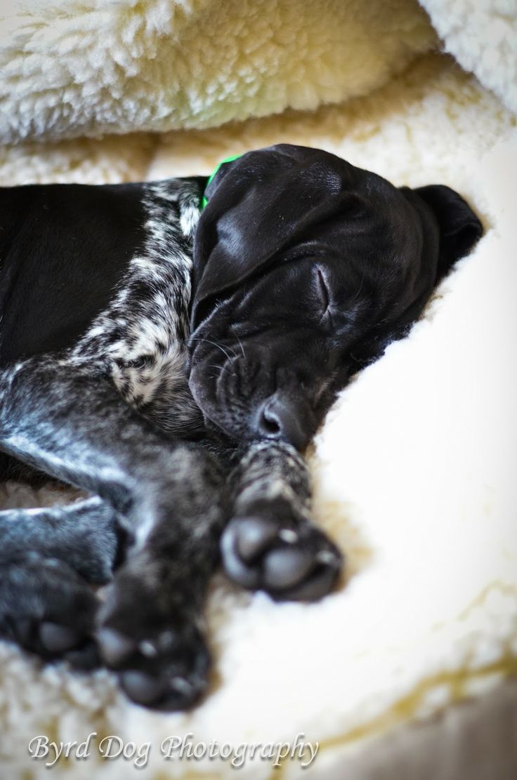 Snuggly GSP pup