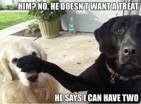 I can have two funny quotes memes dogs pets meme