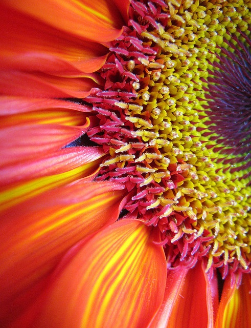 #flowers #color amazing sunflower