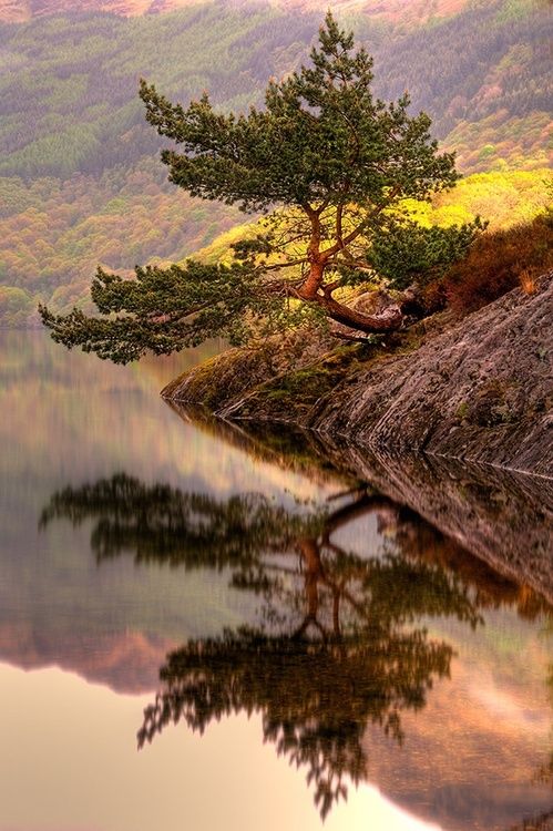 Lone Pine Tree