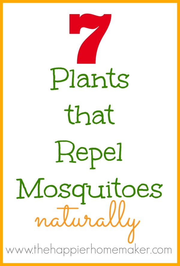 7 Plants that Repel Mosquitoes