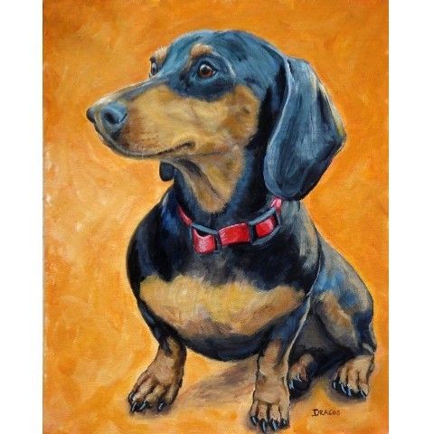 Dachshund