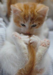Caught me tail--now what?