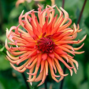 Dahlia: ‘Bed Head’