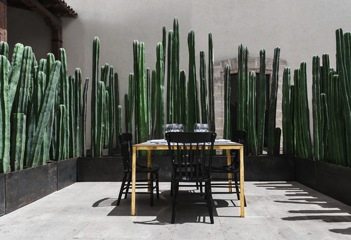 Forget bamboo. For a green privacy wall, consider a centuries-old Mexican method: a cactus fence.