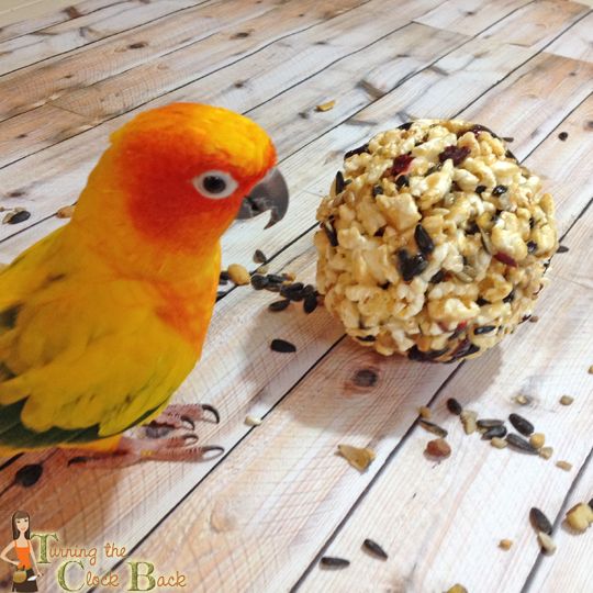 For pet birds or outdoor birds, these homemade popcorn ball treats will be a huge hit! #sponsored