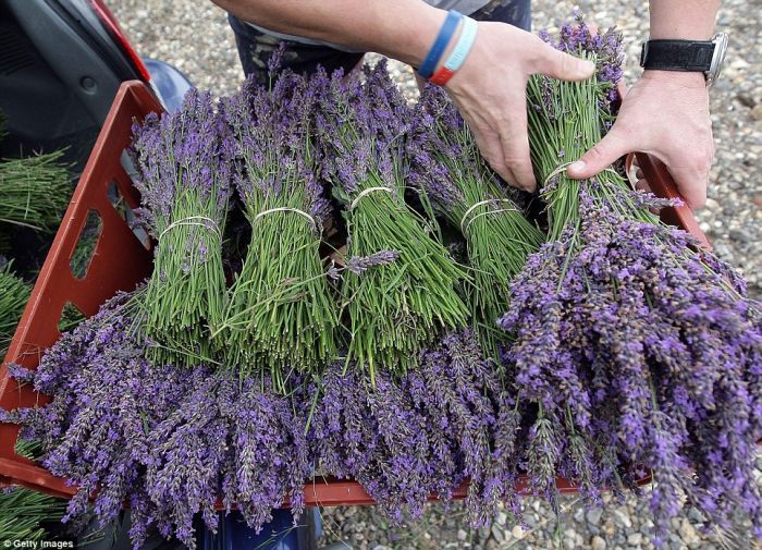 Growing and harvesting lavender..Love lavender! And the directions say I can grow it on my small patio.
