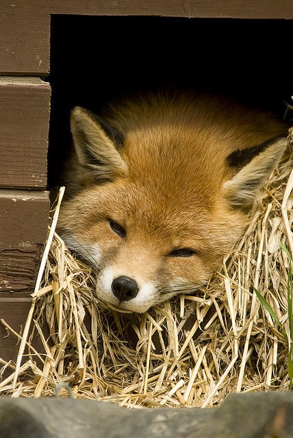 Red Fox