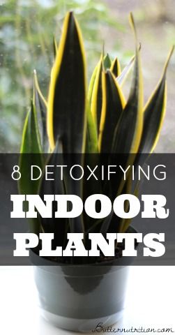 8 Detoxifying Indoor Plants That Act Like Air Filters #healthy