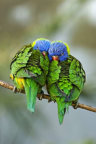 Love Birds #Repin By:Pinterest++ for iPad#