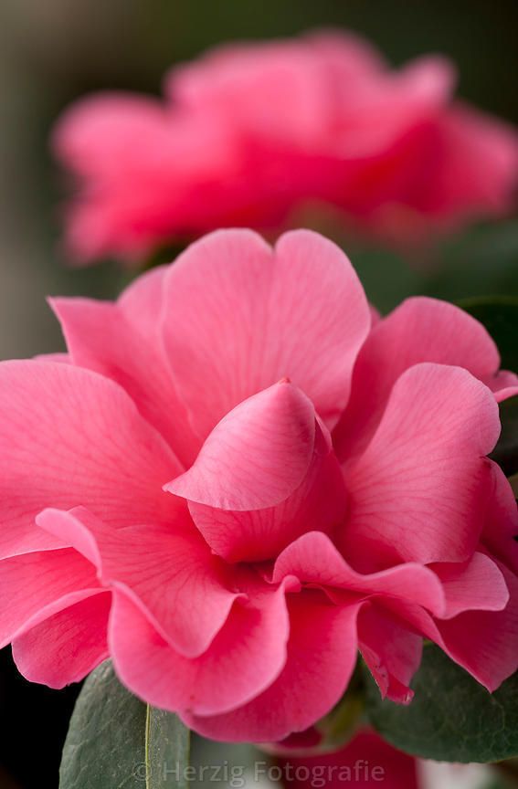 Camellia "Adorable"