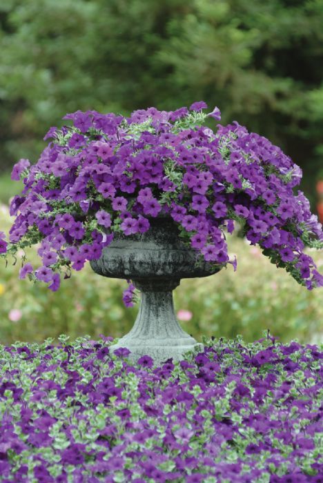 Easy Wave Petunia....Purple. To stir your creative side, take a look at this garden arrangement mixing a beautiful pot in a flower bed. The violet of this petunia reminds us of the softness and richness of beautiful flowers and tells us to please stop and