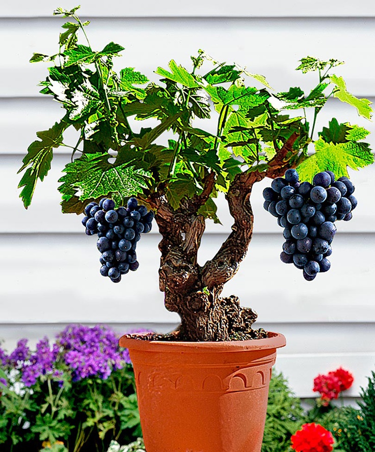 Patio Vine 'Syrah' Vitis vinifera 'Syrah' You don’t need an orchard - you can now even grow grapes on the patio or decking with this variety. The rootstock has deliberately been kept small so that it can be planted in a pot. Order now and 