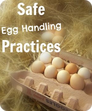 Safe Egg Handling Practices: Are we doing it right? Different cultures store eggs differently, as do different generations. Find out how to store eggs and why we feel we should do it the way we do. | The 104 Homestead