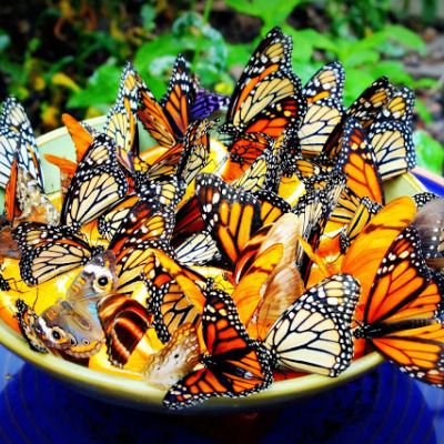 How To Make a Butterfly Feeder, DIY