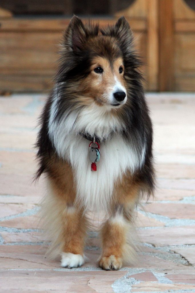 Bonnie on the patio