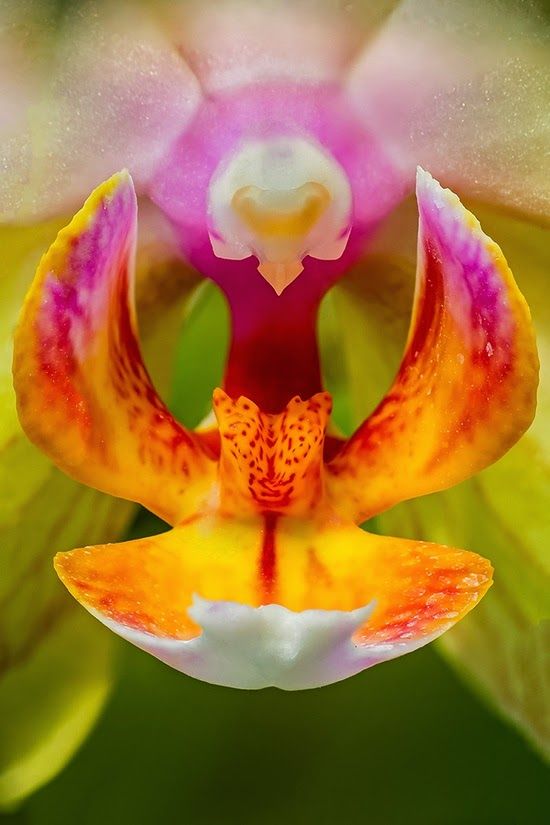 Orchid