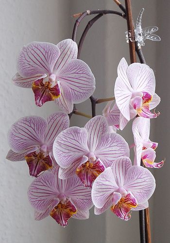 Phalaenopsis