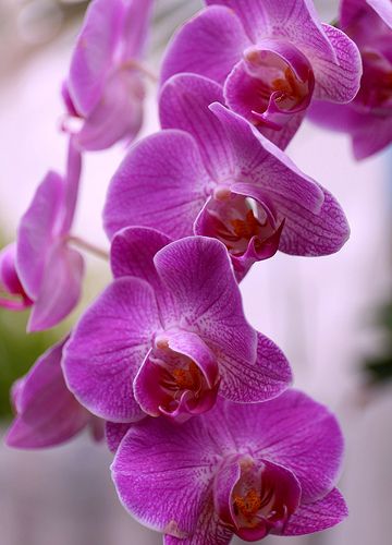 Radiant Orchid, Pantone's 2014 Color of the Year!!!