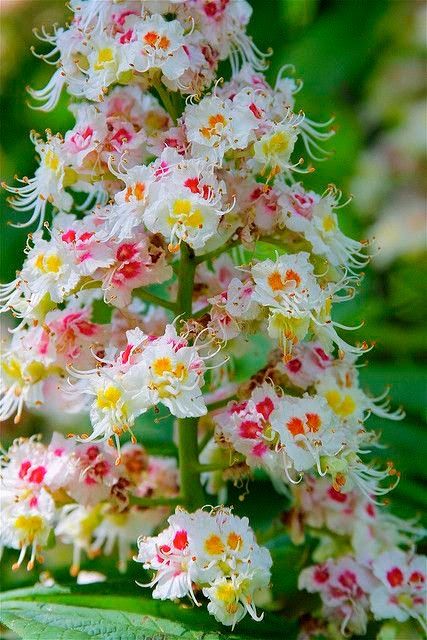 Horse-chestnut Flowers