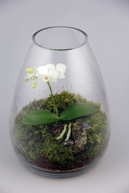 Orchid Terrarium | Flickr - Photo Sharing!