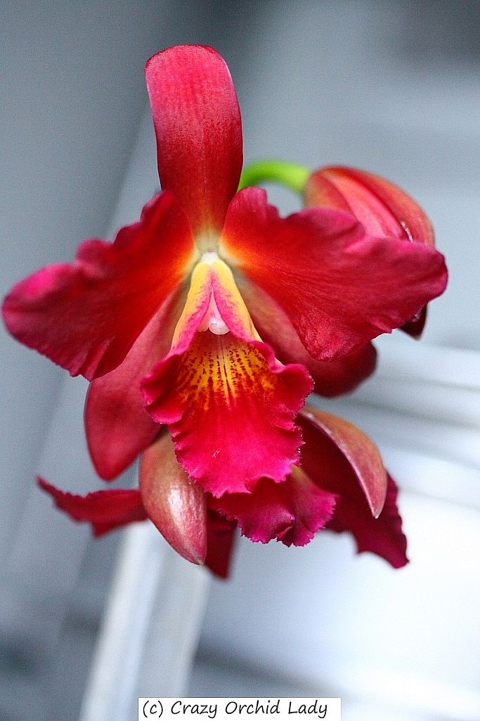 Slc. Rajah's Ruby 'Sweetheart'