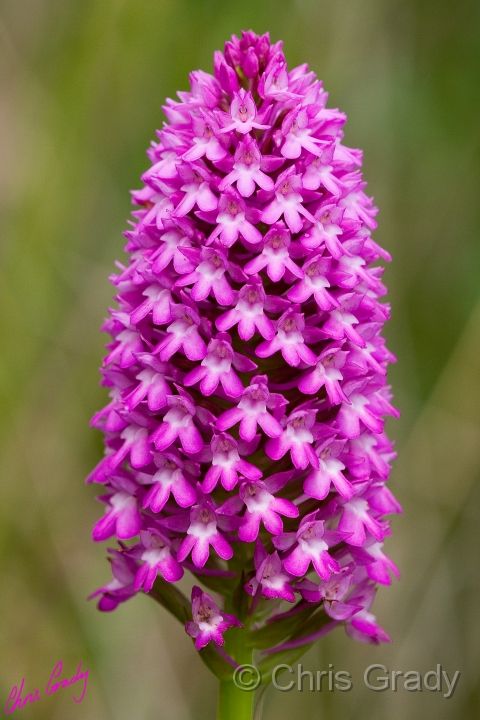 Pyramidal Orchids.
