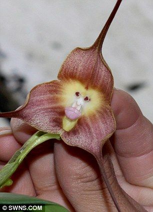 The 'monkey orchid'  is usually found in the cloud forests of Peru and Ecuador in South America