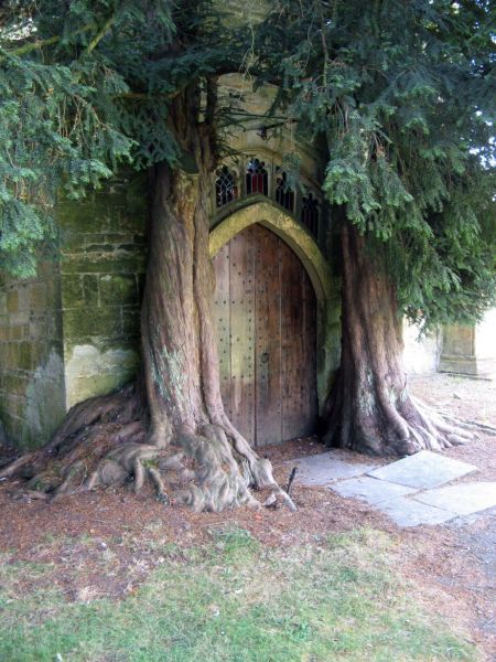 These trees are rumored to be the inspiration for JRR Tolkien's trees at the Gates of Moria. They are located at Saint Edwards Church, Stow-on-the-Wold, England.