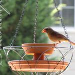 Bird Feeder A flower pot is glued between two clay saucers (different sizes) then set inside a hanging basket, one saucer for seed and one for water.