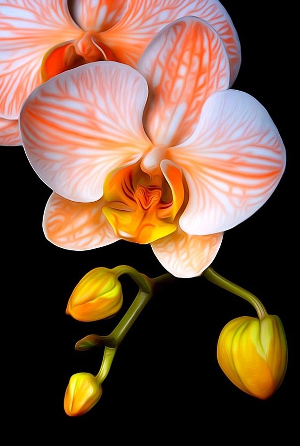 "Orange Mystique" by Bob Jensen Phalaenopsis Orchid.