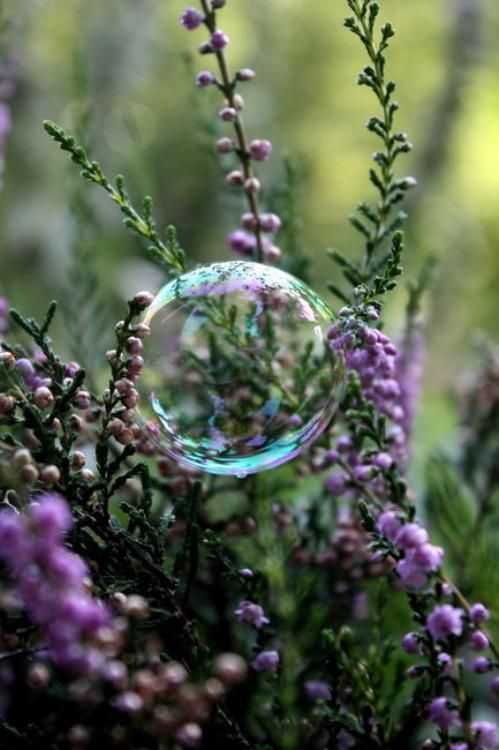 Lavender