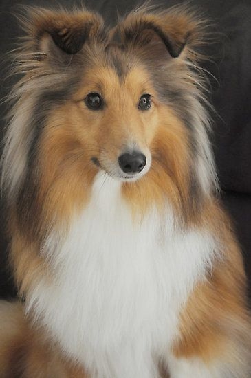Shetland Sheepdog--I had a black and white Sheltie. She was so very intelligent and was quite the character. Would take the Jack Russell's ball and lie there with it between her paws. Just for the principle of it....