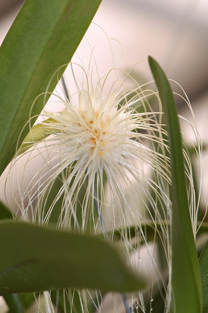 Bulbophyllum medusae