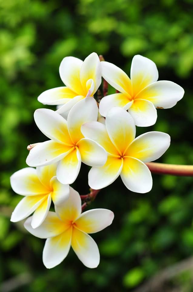 Hawaiian flower: Pua Melia (Plumeria) or frangipani. I want this as a tattoo on the back of neck with my wedding date underneath in a pretty script!(: