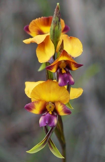 Diuris corymbosa ~ West Australian orchid