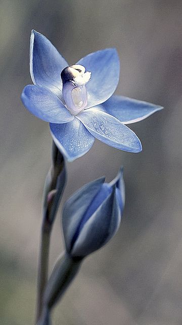 Glistening Sun-Orchid: Thelymitra lucida - by Macro Orchids Tasmania