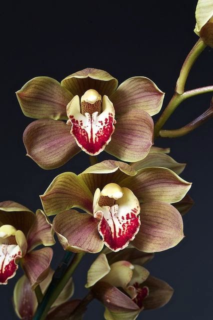 Cymbidium Warona x Cymbidium Chatterbox