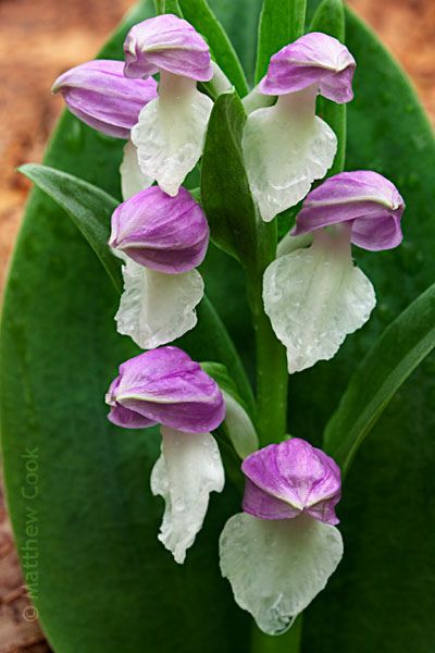 Native orchid of Michigan