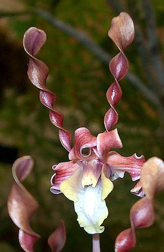 Orchid