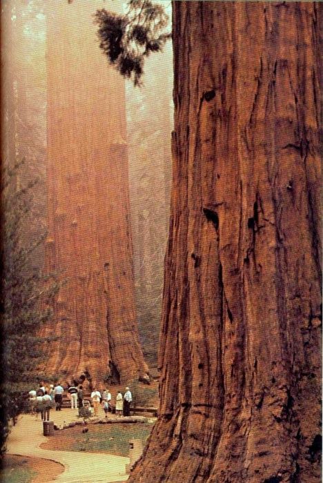 Amazing trees...California's Sequoia national park.