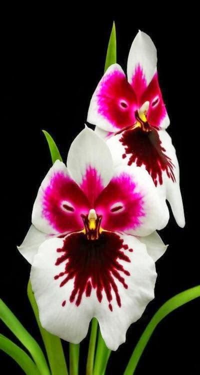 Pinky Face Orchid
