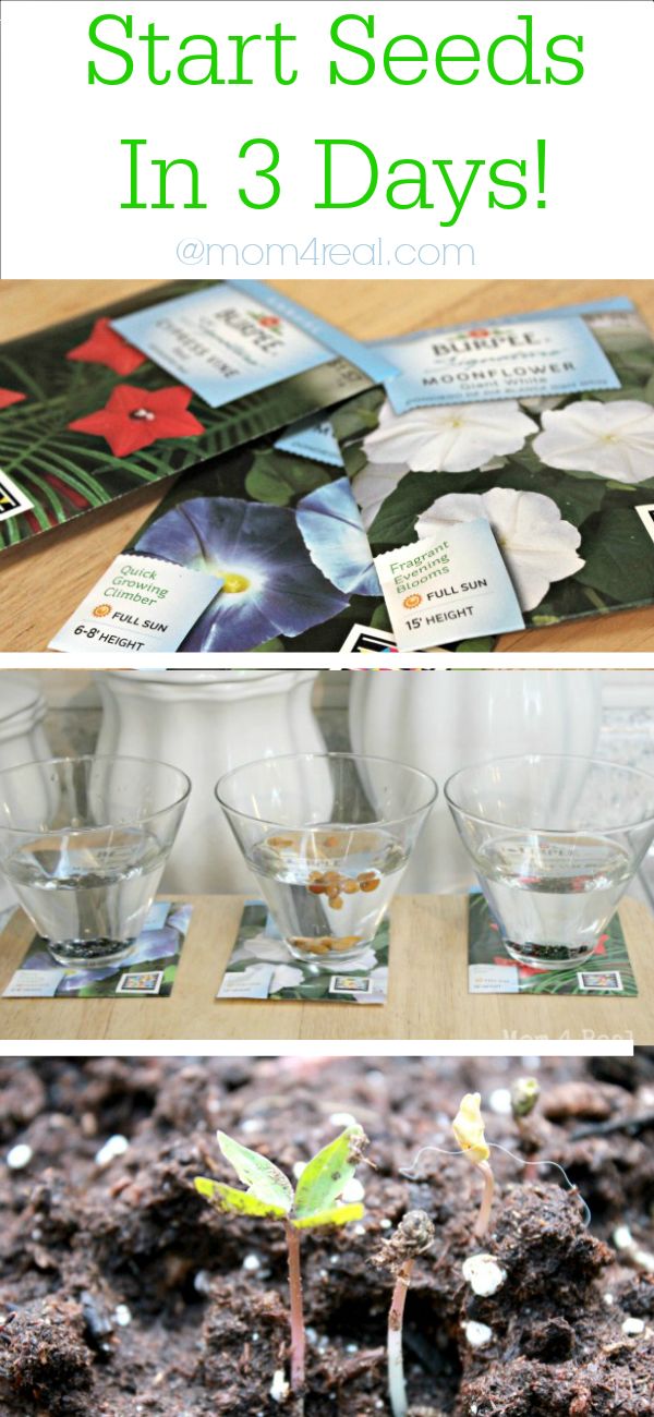 Gardening Tip - Start Seeds in 3 Days at Mom 4 Real @Jess Pearl Pearl Liu Kielman         {Mom 4 Real}
