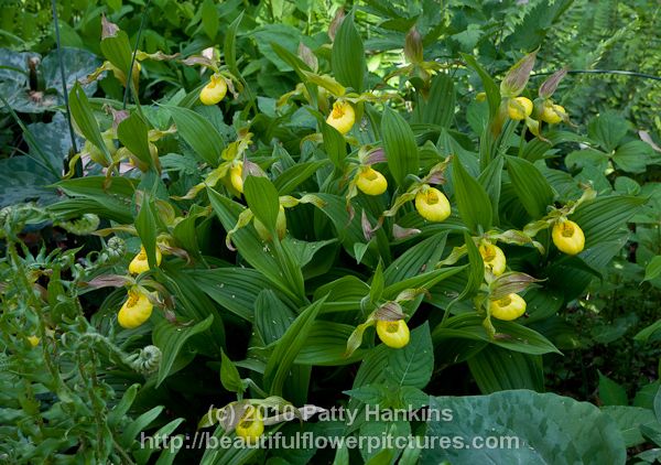 Yellow Lady Slipper - Cypripedium parviflorum © 2010 Patty Hankins