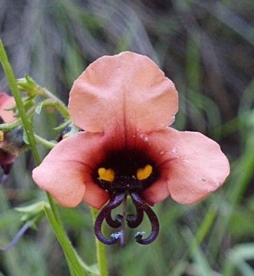 Creepy orchid