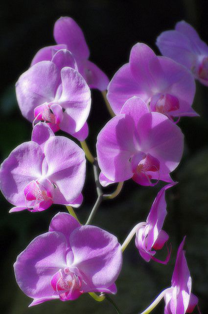 th Orchid
