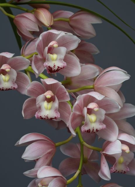 Cymbidium 'New Century'