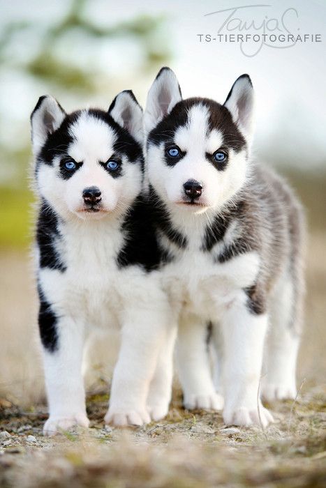Siberian Husky Puppies