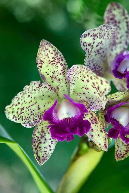 Orchid Blc Waianae Leopard