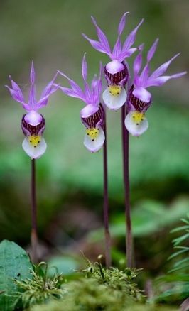 Orchid